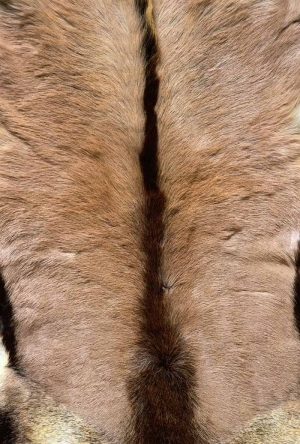 Animal Fur