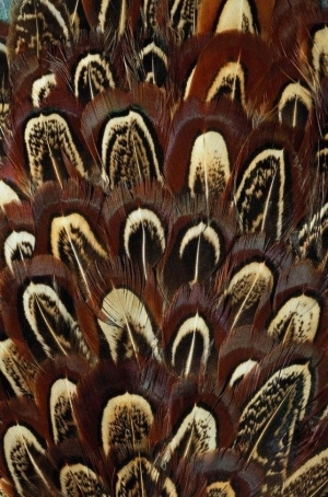 Animal Fur