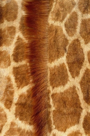 Animal Fur