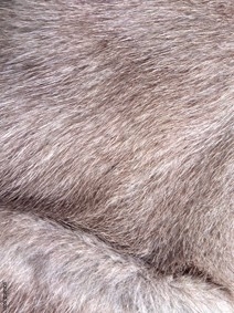 Animal Fur