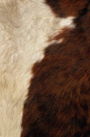 Animal Fur