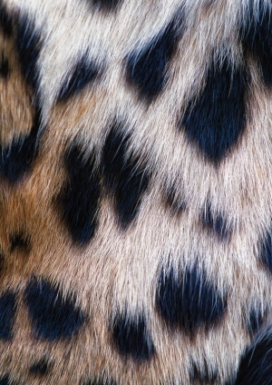 Animal Fur