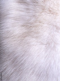 Animal Fur