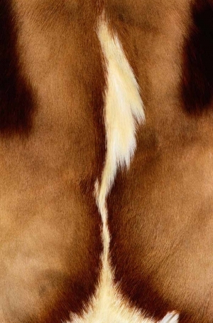 Animal Fur