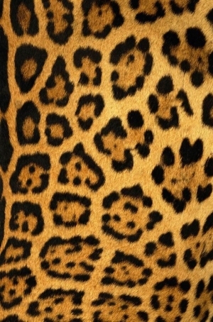 Animal Fur