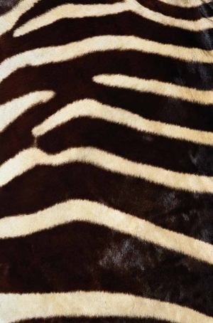 Animal Fur