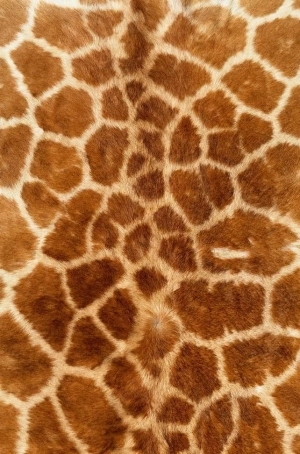 Animal Fur