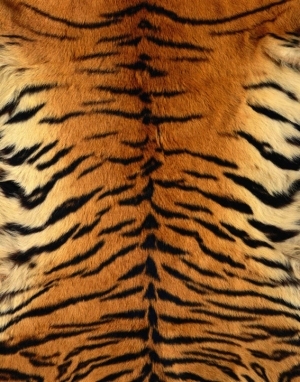 Animal Fur