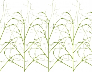 现代植物图案花纹壁纸-ID:4016387