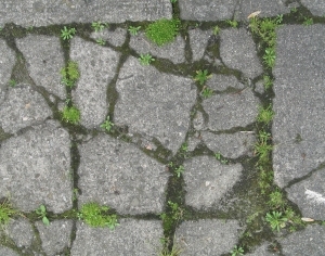 Pavement