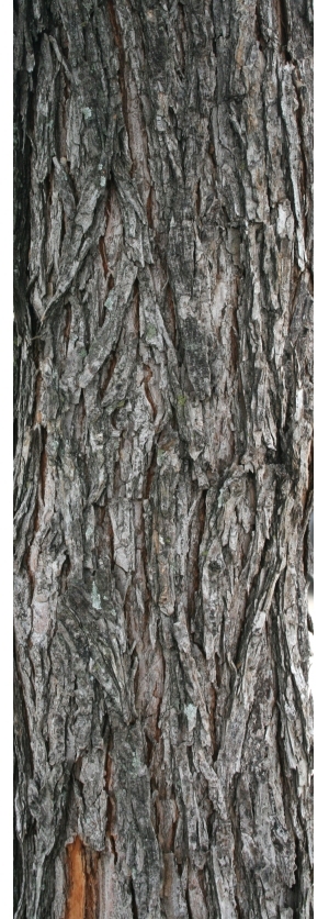 Bark Texture