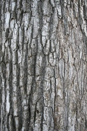 Bark Texture