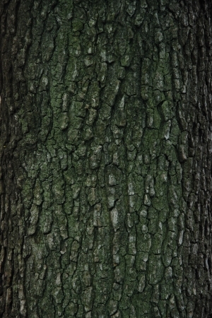 树干-树皮-ID:4040239