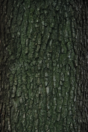 Bark Texture