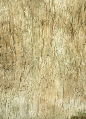 Bark Texture