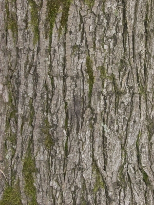 Bark Texture