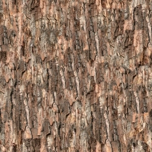 Bark Texture