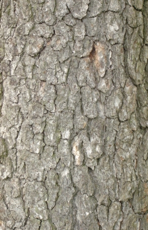 Bark Texture