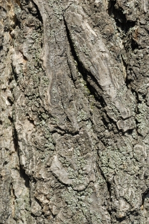 Bark Texture