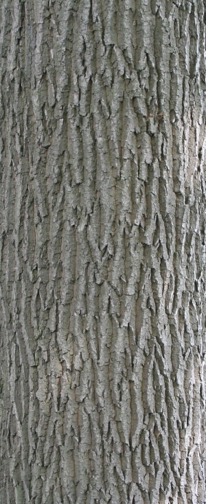 Bark Texture