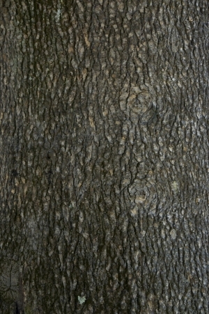 Bark Texture