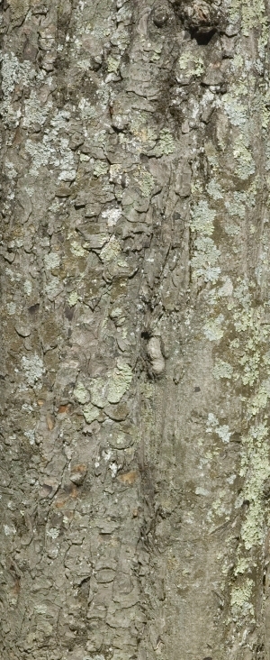 Bark Texture