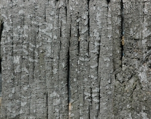 Bark Texture