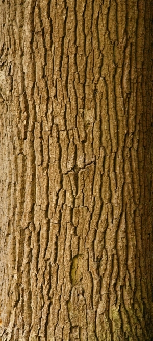 Bark Texture