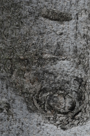 Bark Texture