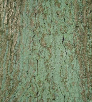 Bark Texture