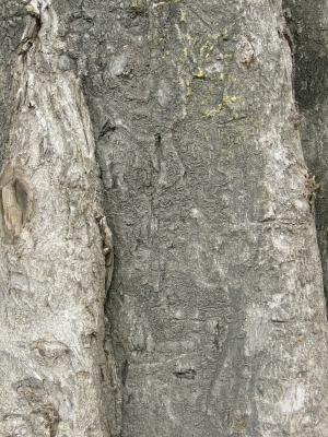 Bark Texture