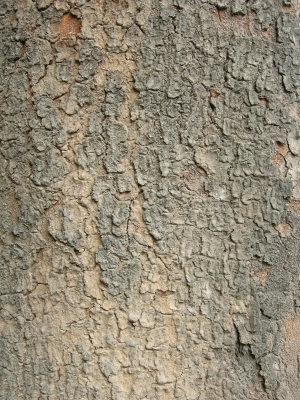 Bark Texture