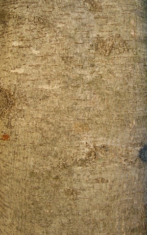 Bark Texture