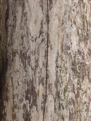 Bark Texture