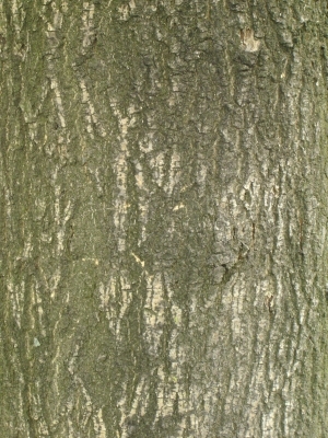 Bark Texture