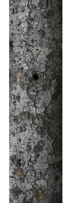 Bark Texture