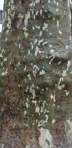 Bark Texture