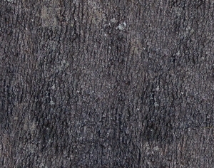 Bark Texture