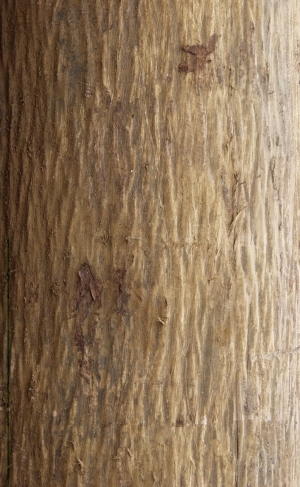 Bark Texture