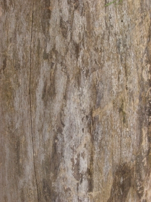 Bark Texture