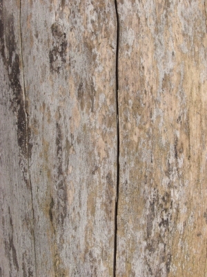 Bark Texture