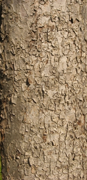 Bark Texture