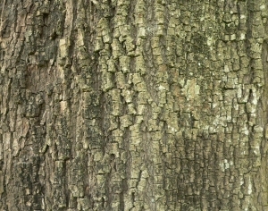 Bark Texture