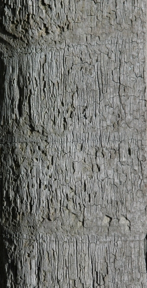 Bark Texture