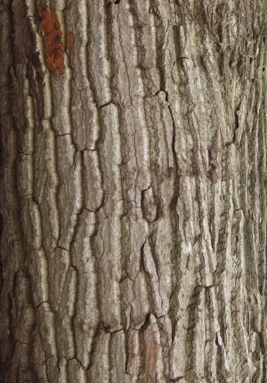 Bark Texture