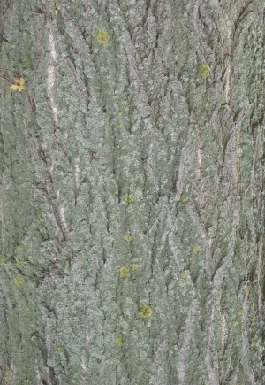 Bark Texture