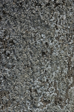 Bark Texture