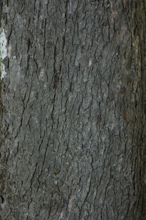 Bark Texture