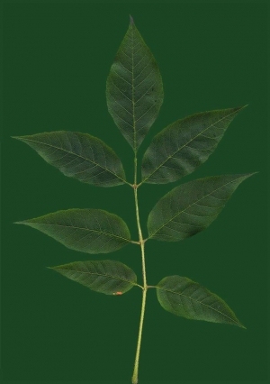 Plant Leaves