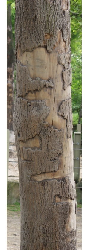 Bark Texture